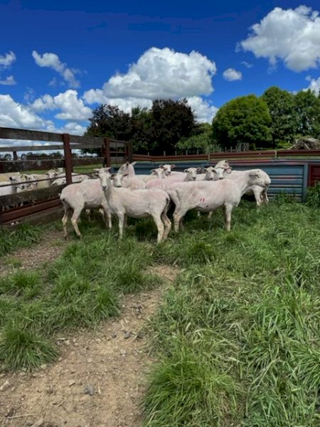 255 First X Ewes Joined