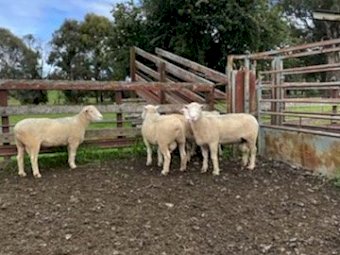 255 First X Ewes Joined