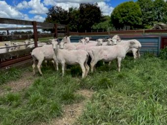 255 First X Ewes Joined