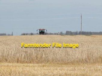 Windrowed Wheaten Straw