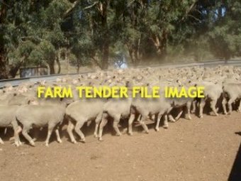1st X Merino Border Leicester Ewes