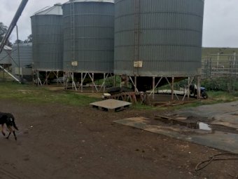 Nelson 500 bag Silos x 2