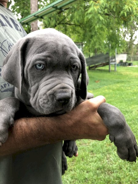 Neo Mastiff x South African Mastiff pups