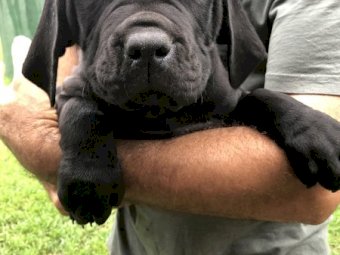 Neo Mastiff x South African Mastiff pups