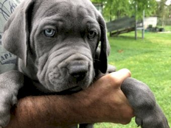Neo Mastiff x South African Mastiff pups