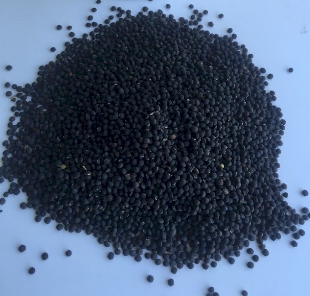 Popany Vetch Seed (Tested) - 1mt bags available