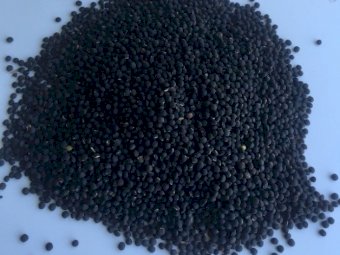 Popany Vetch Seed (Tested) - 1mt bags available