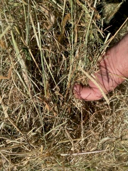 500 Organic Pasture Hay Rolls