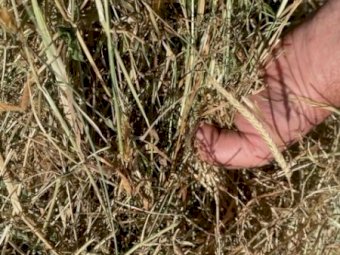 500 Organic Pasture Hay Rolls