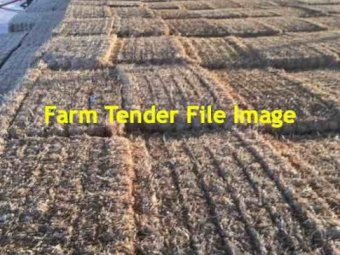 Clover Squares - current season