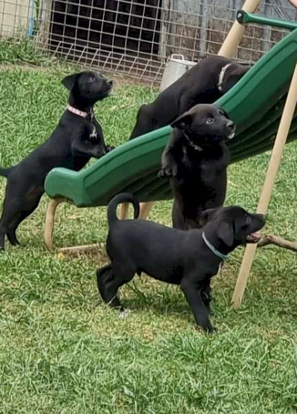 Kelpie pups bred to work