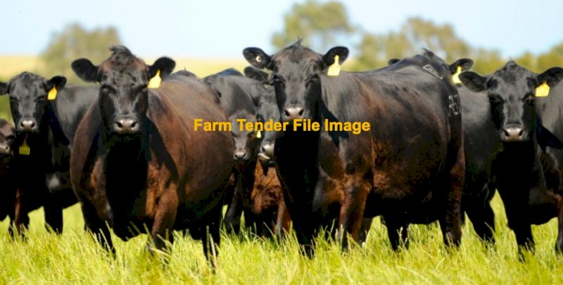 WANTED Angus Cows and Calves