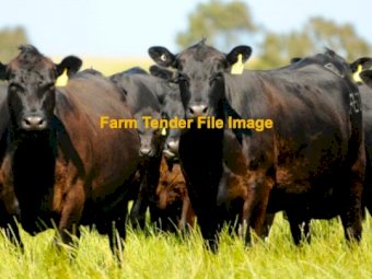 WANTED Angus Cows and Calves