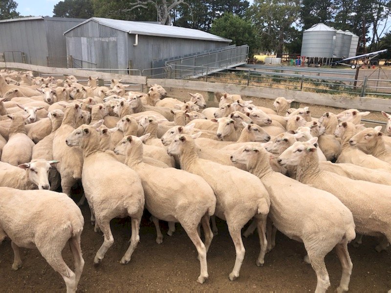 300 First cross ewes