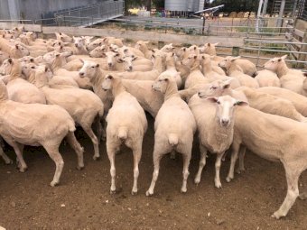 300 First cross ewes