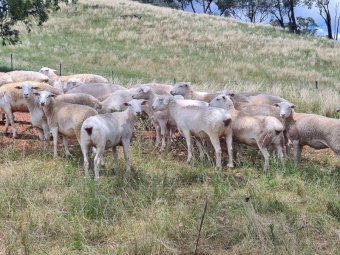 100 Station Mated Aussie White Ewes