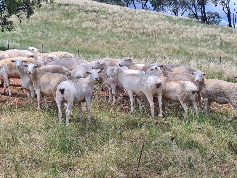 20 Aussie White Maiden SIL Ewes