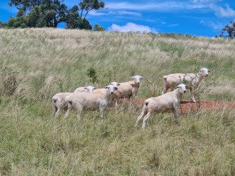20 Aussie White Maiden SIL Ewes