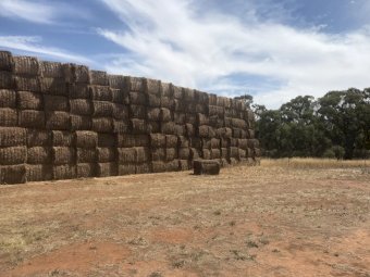150mt Vetch Hay 650kg 8x4x3 Bales (New Season 21/22)