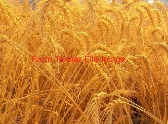 Organic Spelt Wheat Wanted