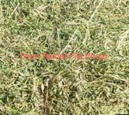 Certified Bio dynamic/ organic/USDA NOP Pea hay for sale