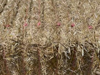 Wheaten Straw  8x4x3 Bales