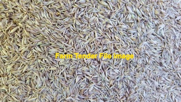 VNS Soft Leaf Cocksfoot