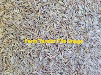 VNS Soft Leaf Cocksfoot