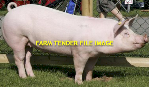 WANTED Young Large White Boar