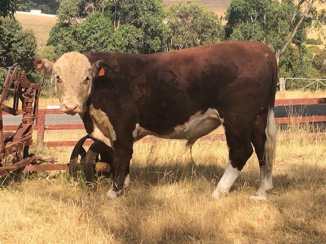 Poll Hereford Bull