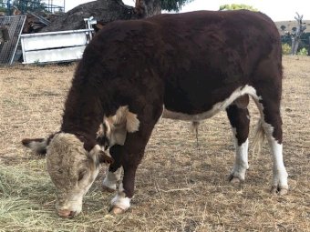 Poll Hereford Bull