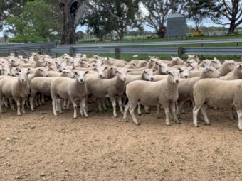 Jay Dee Maternal Rams