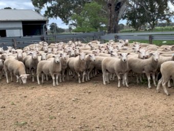 Jay Dee Maternal Rams