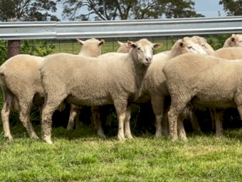 Jay Dee Maternal Rams