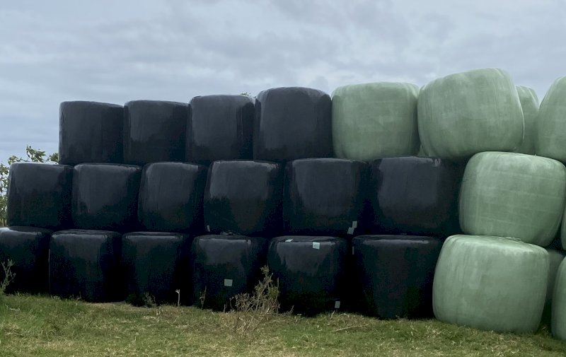 150 x Sudan Forage Sorghum Round Bales