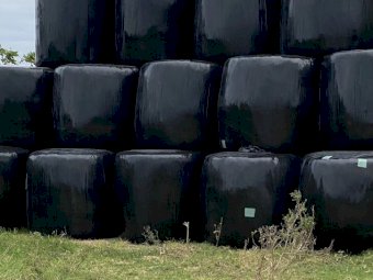 150 x Sudan Forage Sorghum Round Bales