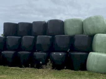 150 x Sudan Forage Sorghum Round Bales
