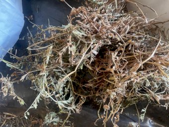 120mt Vetch Hay 600kg+ 8x4x3 Bales (New Season 21/22)