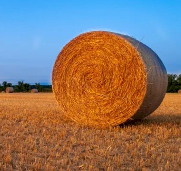 Header trail wheaten straw