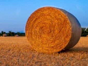 Header trail wheaten straw