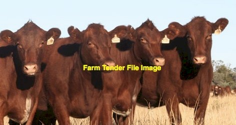 WANTED 10 PTIC Cows for March/April Calving