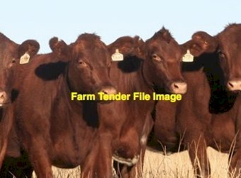 WANTED 10 PTIC Cows for March/April Calving