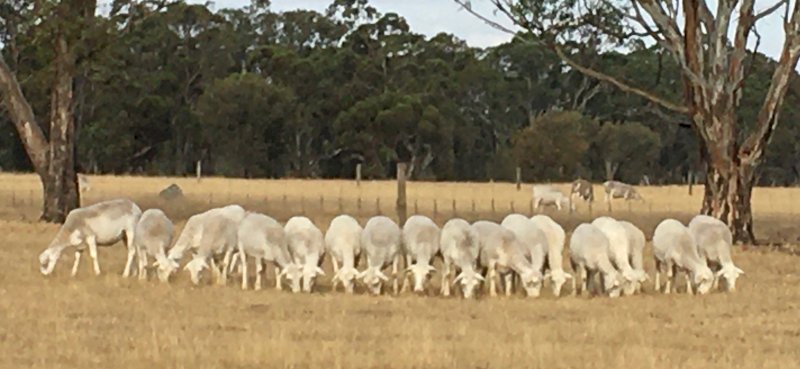 40 x Australian White/Dorper (Ideal Starter Package)