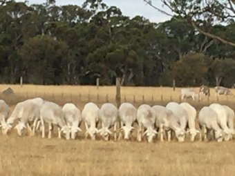 40 x Australian White/Dorper (Ideal Starter Package)