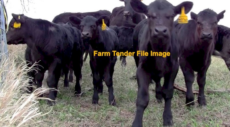 WANTED to buy 3-4 Beef Calves