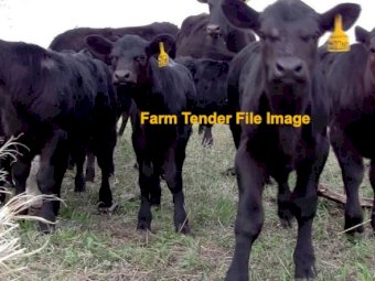 WANTED to buy 3-4 Beef Calves