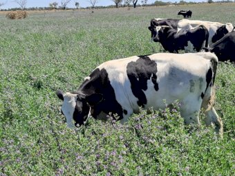 10 Very Good Quality Fresian steers