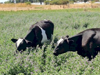 10 Very Good Quality Fresian steers