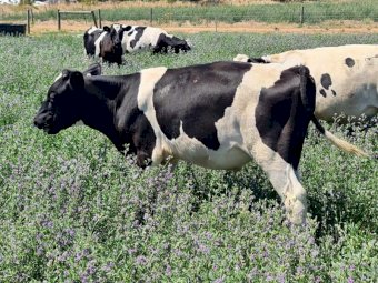 10 Very Good Quality Fresian steers