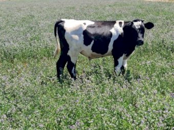 10 Very Good Quality Fresian steers